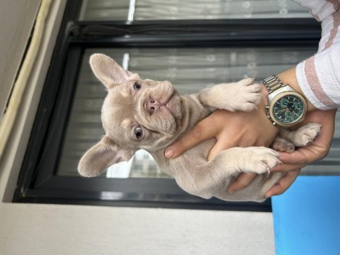 New shade french bulldog