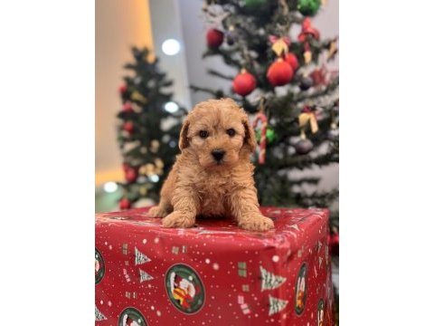 Kıvırcık maltipoo bebeğim