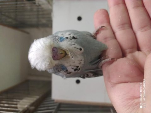 Ele aliştirmalik show jumbo muhabbet kuşu yavrular 30 günlük