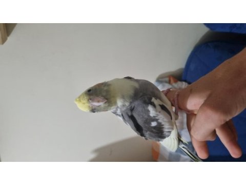 Ele kola alışık 3 aylık sultan papağanı fiyat uygun