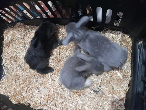 Hollanda lop tavşanımız yavrusu