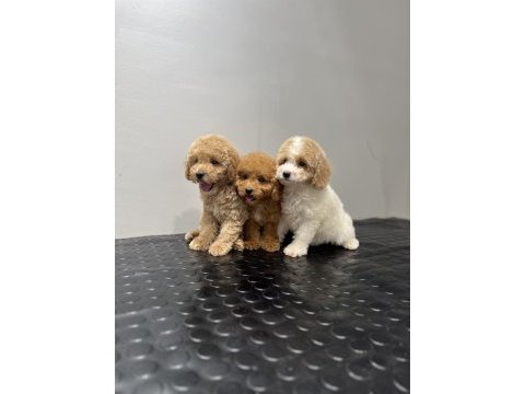 Toy poodle yavrular hazır nadir bulunan parti color renk