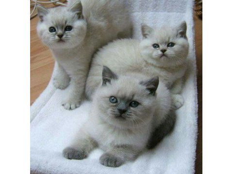 Blue point british shorthair