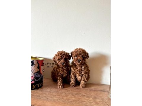 Aileden gerçek red brown renginde kore teacup toy poodle