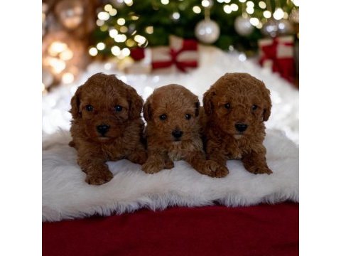 Toy poodle yavrusu sevimli yumurcaklar