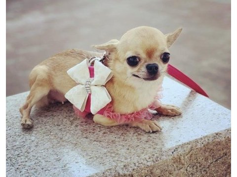 Chihuahua elma kafa sıfır numara en uygun