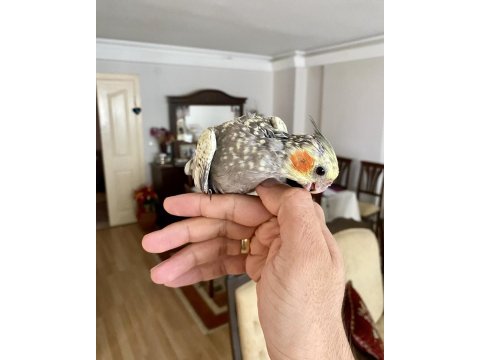 Yavru pearl sultan papağanı
