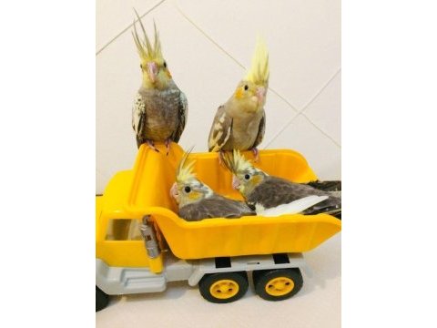 2024 full evcil antalya yavru sultan papağanları