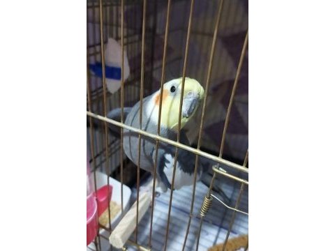 Grey erkek sultan papağanı