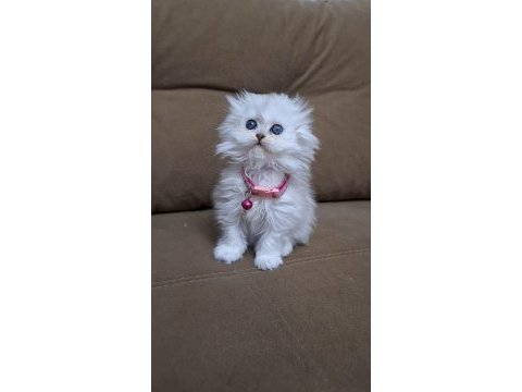 Scottish fold longhair a kalite kusur anatomi