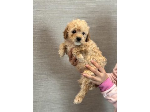 Başlangıç tuvalet eğitimli toy poodle yavru