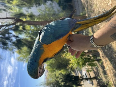 Ara macaw harika renkleri gerçek yavru