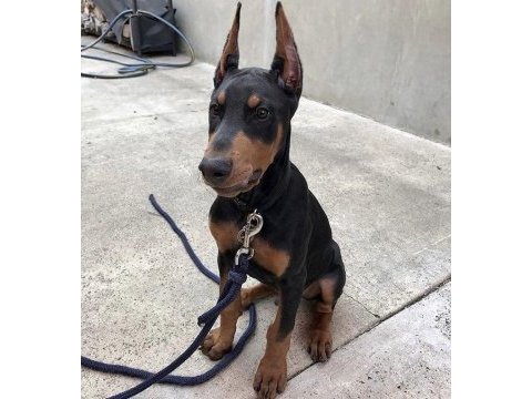 Siyah doberman köpeği