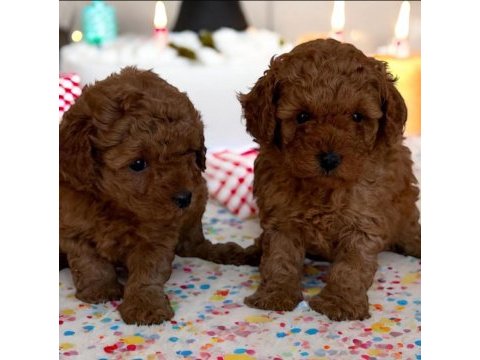 Toy poodle yavrusu sevimli yumurcaklar