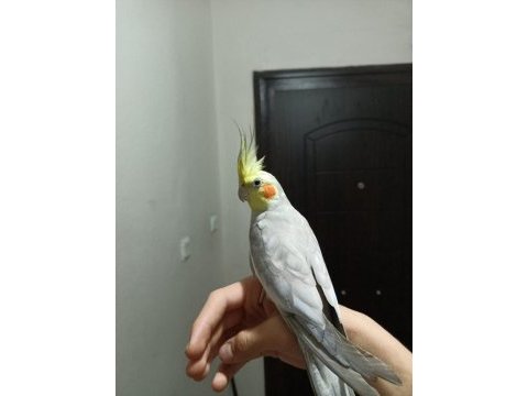 Erkek sultan papağanı