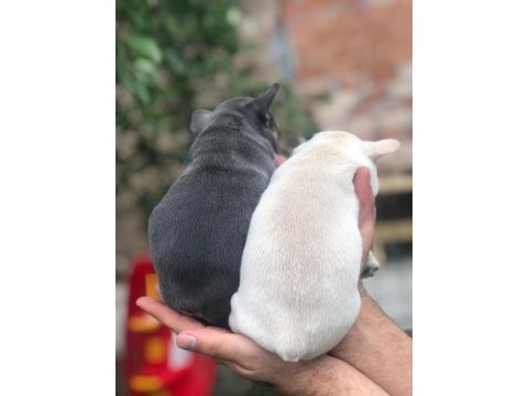 İki güzellik ilanda bir dişi bir erkek french bulldog