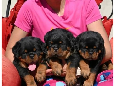 Rottweiler yavru köpekler