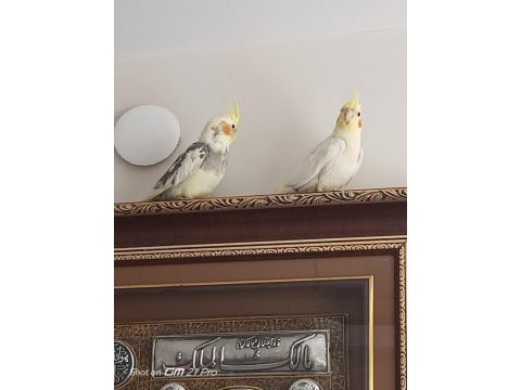 Sultan papağanı pașa ve limon