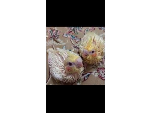 Son iki lutino kırmızı göz sultan papağanı yavrular
