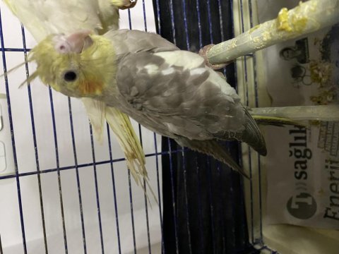 Ele avuca gelen sultan papağanı yavrular