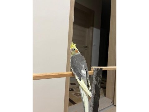 Bakımlı sultan papağanı