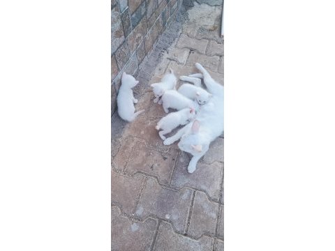 Beyaz yavru kediler