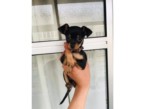 Pinscher yavru