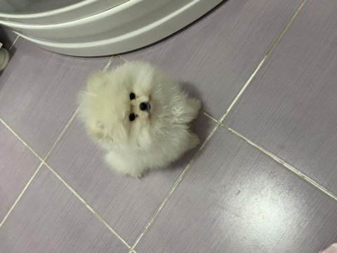 Pomeranian boo 3 aylık köpeğimiz