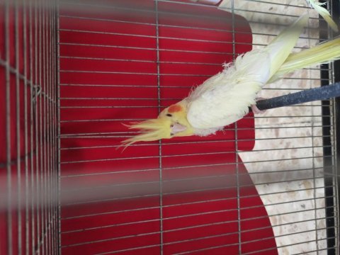 Sultan papağanı