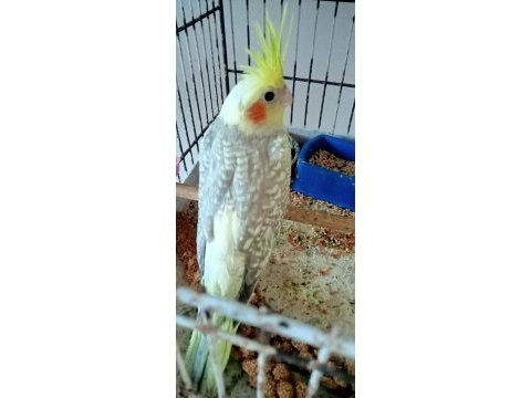Pied sultan papağanı yavru
