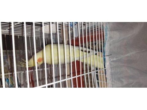 5 aylık dişi sultan papağanı lutino kırmızı göz