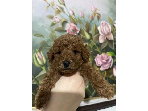 Köpek değil çocuk sahibi olmak isteyenlere poodle