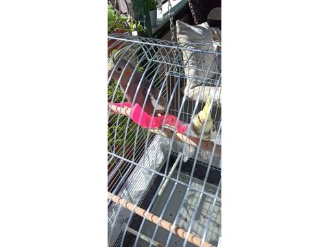 2 adet grey sultan papağanı