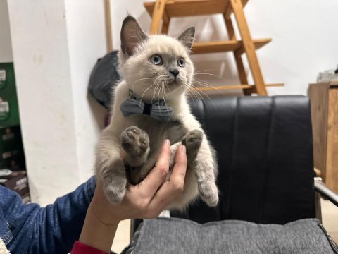 British shorthair blue points erkek yavrumuz