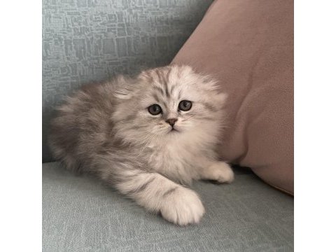 Gerçek kalite scottish fold longhair kardeşler