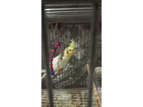 3aylık erkek lutino sultan papağanı