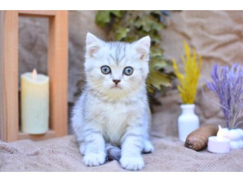 Muhteşem tonda silver british shorthair