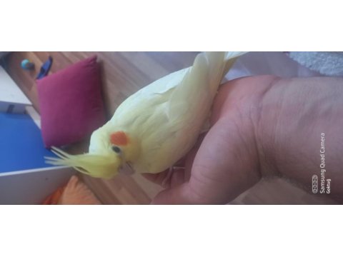 Yavru alıştırmalık lutino sultan papağanı