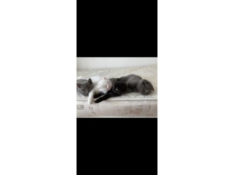 60 günlük yavru kediler siyah gri ve beyaz