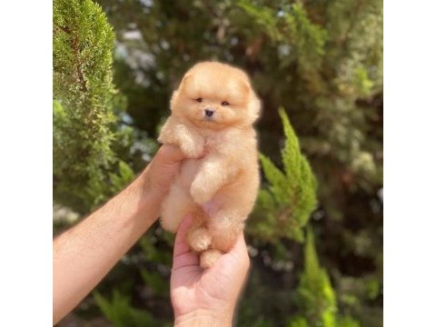 Pomeranian yakışıklı