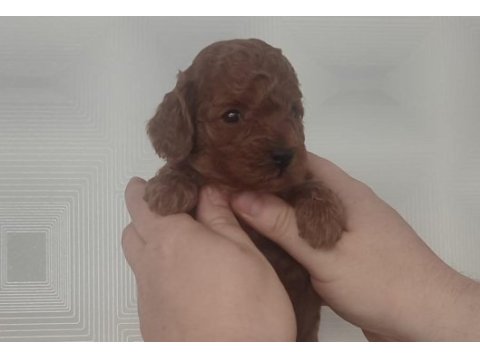 Toy poodle (kore)