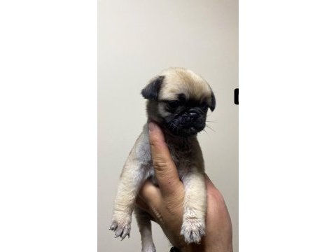 Pug erkek köpeğimiz