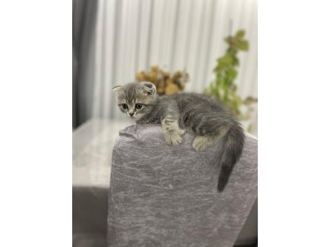 Scottish fold yavru 1 aylık