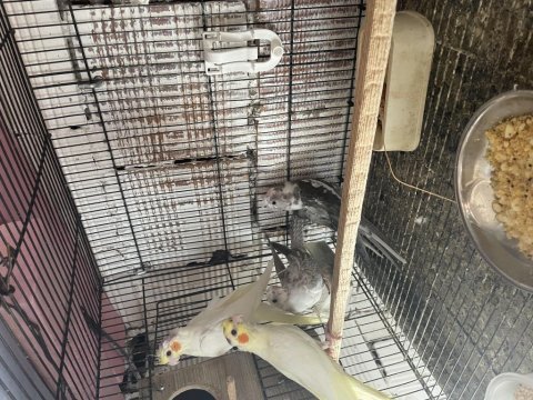 Lutino wifi sultan papağanı yavrular