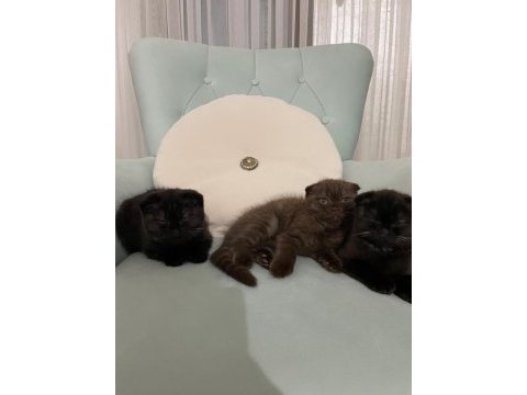 Scottish fold 3 aylık yavru kediler