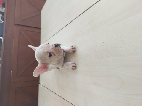 2 aylık dişi ve erkek french bulldog