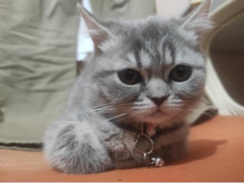 Çok tatlı ayı surat british shorthair kediler
