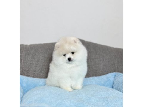 Beyaz erkek pomeranian boo yavrumuz