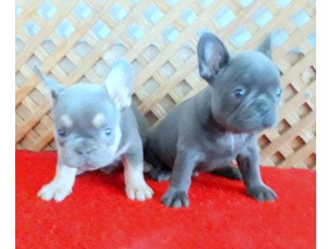 Blue quad erkek micro french bulldog yavrumuz izmir