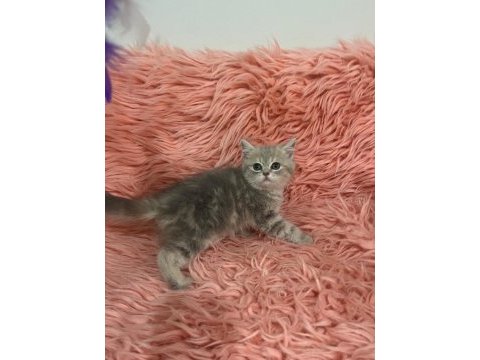 British shorthair 2 aylık dişi